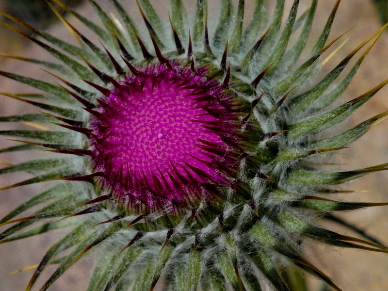 2008/FXwebs18.jpg