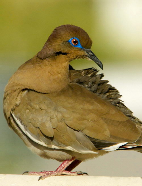 2008/birdblueye2.jpg