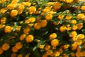April2009/1735gcnffw56.jpg