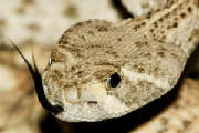 Aug08/rattler3.jpg