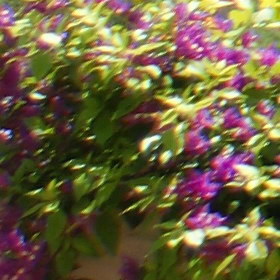 Aug08/s28mm28cn.jpg