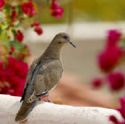 June2009/birdboug.jpg