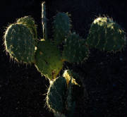 June2009/cacneedls.jpg