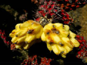 June2009/yellofrut.jpg