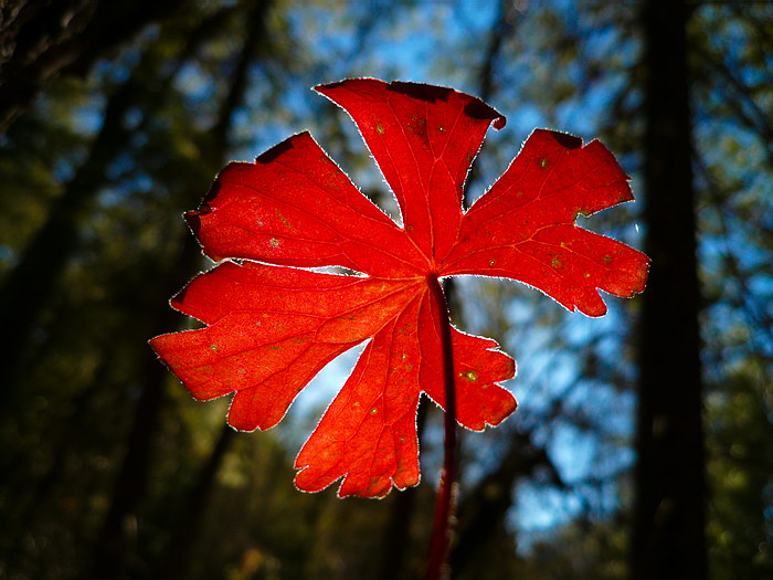 June2009/redleaf.jpg