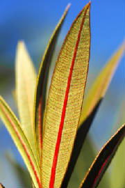 march2009/oleander2.jpg