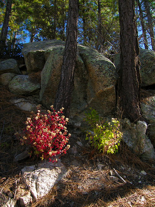 october08/redmplc2.jpg