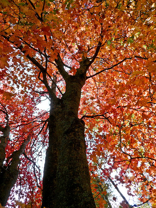 october08/redmpl2a.jpg